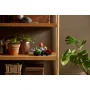 Plantas suculentas LEGO coloridas en macetas de terracota sobre estantería de madera junto a una planta verde real Plantas suculentas LEGO coloridas en macetas de terracota sobre estantería de madera junto a una planta verde real